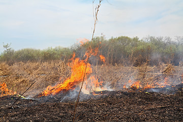 Image showing red fire in dry herb