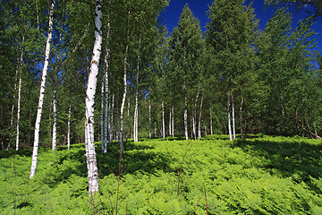 Image showing birch wood