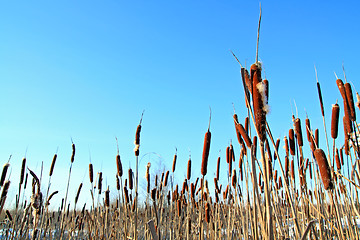 Image showing dry bulrush on celestial background