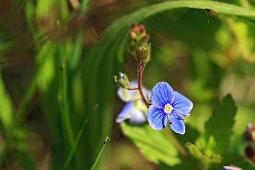 Image showing blue field flower amongst green herb