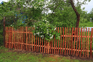 Image showing flowering viburnum near wood fence