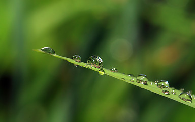 Image showing rain dripped on green herb