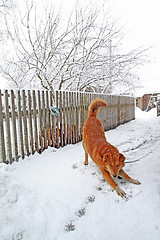 Image showing redhead dog in rural courtyard