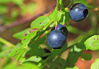 Image showing ripe whortleberry on timber background