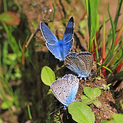 Image showing blue butterflies on field herb