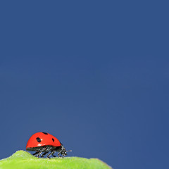 Image showing ladybug on green herb under blue sky