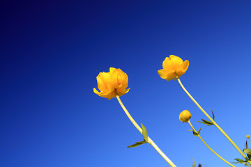 Image showing globe-flower on celestial background 