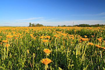 Image showing yellow dandelions on spring field