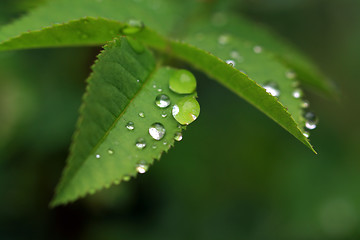 Image showing rain dripped on green herb