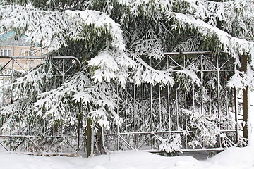 Image showing old iron fence near fir trees