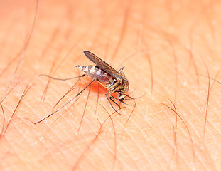 Image showing big midge on human hand