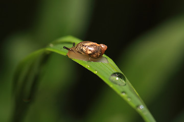 Image showing snail on herb amongst rain dripped