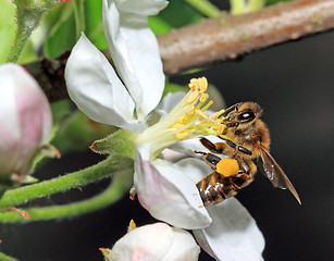 Image showing yellow wasp on aple tree flower