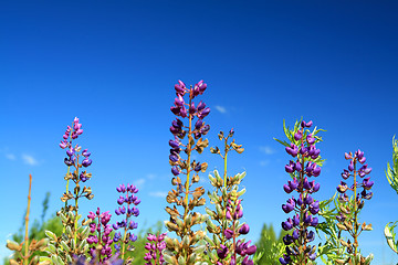 Image showing blue lupines on blue background