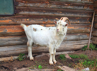 Image showing nanny goat near rural building 