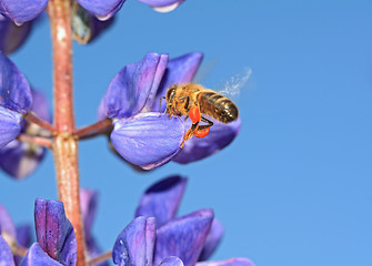 Image showing bee with pollen on turn blue lupine