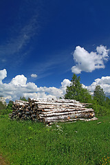 Image showing sawn up tree 