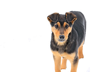 Image showing stray dog on white background