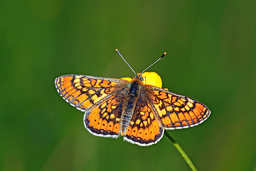 Image showing orange butterfly amongst green herb