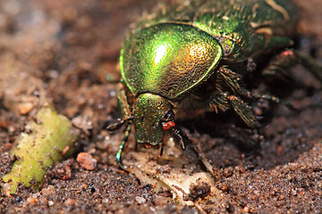 Image showing cockchafer on wet sand