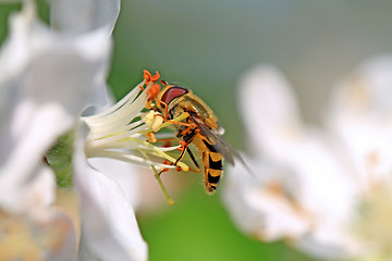 Image showing wasp on white flower of the aple trees