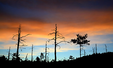 Image showing wood silhouette on celestial background