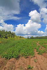 Image showing potato field 