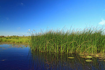 Image showing marsh herb