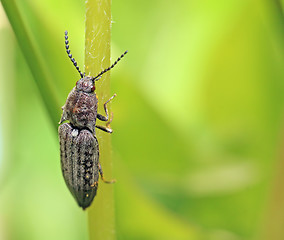 Image showing big bug on green background