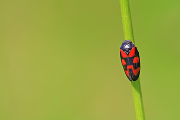 Image showing red bug on green background