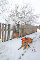 Image showing redhead dog in rural courtyard