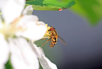 Image showing wasp on flowering aple tree