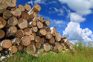 Image showing timber in a field near the forest