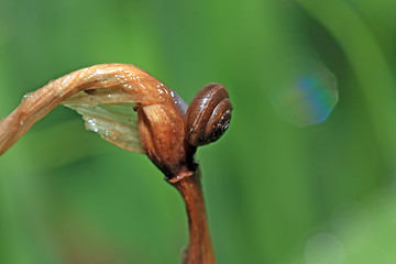 Image showing small snail on wet herb