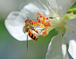 Image showing wasp on flowering aple tree