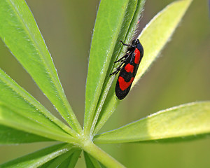 Image showing red bug on green sheet