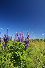 Image showing blue lupines on blue background