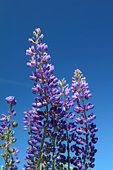 Image showing blue lupines on summer field