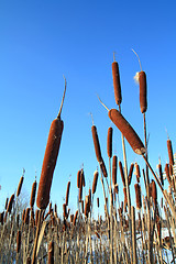 Image showing dry bulrush on celestial background