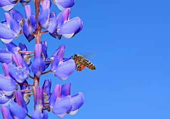 Image showing bee on blue lupine