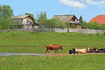 Image showing herd cortex on river coast