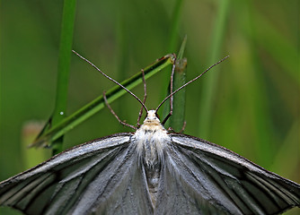 Image showing darkenning butterfly on green background