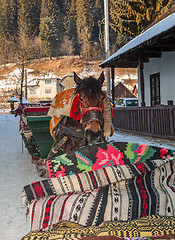 Image showing Portrait of a Traditional Romanian Sledge Horse