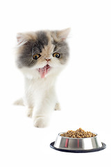 Image showing persian kitten and cat food