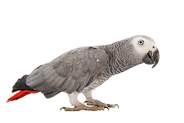 Image showing African Grey Parrot 