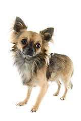 Image showing chihuahua