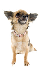 Image showing brown  chihuahua