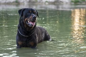 Image showing wet rottweiler