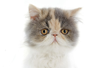 Image showing persian kitten