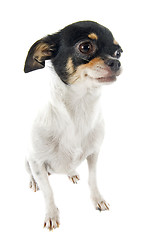 Image showing chihuahua